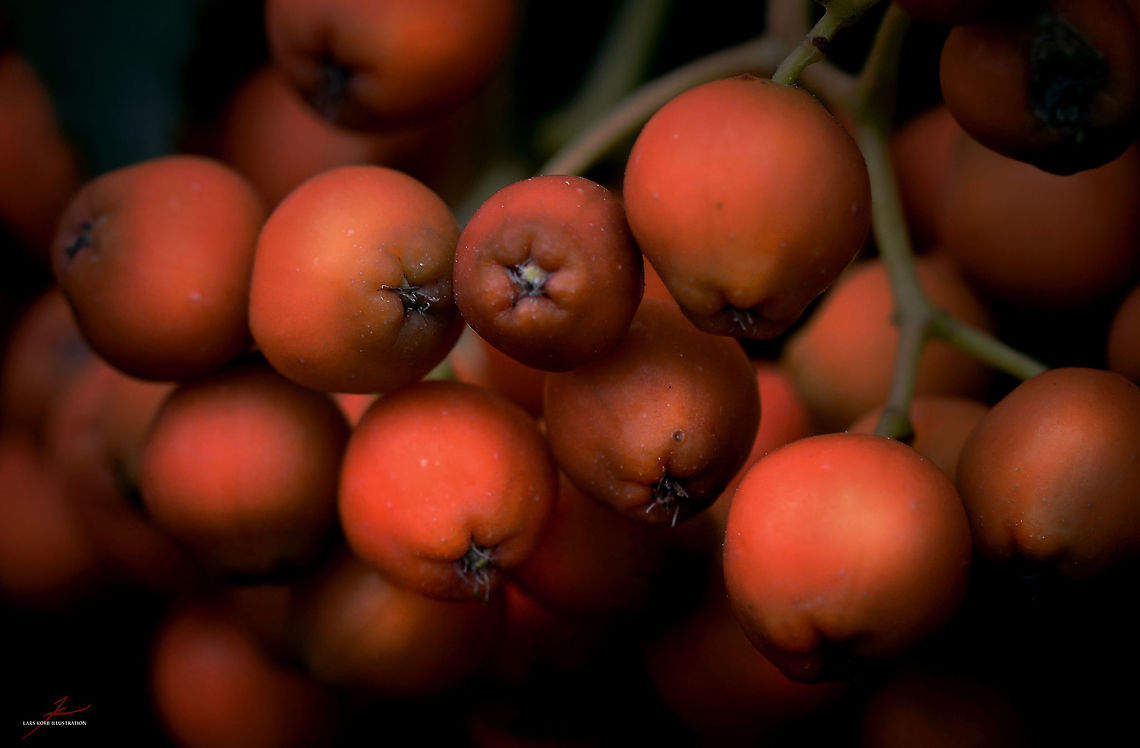 Sorbus aucuparia, fruit  European Rowan,Flora,Macro,Plants,Sorbus aucuparia,fruits,trees