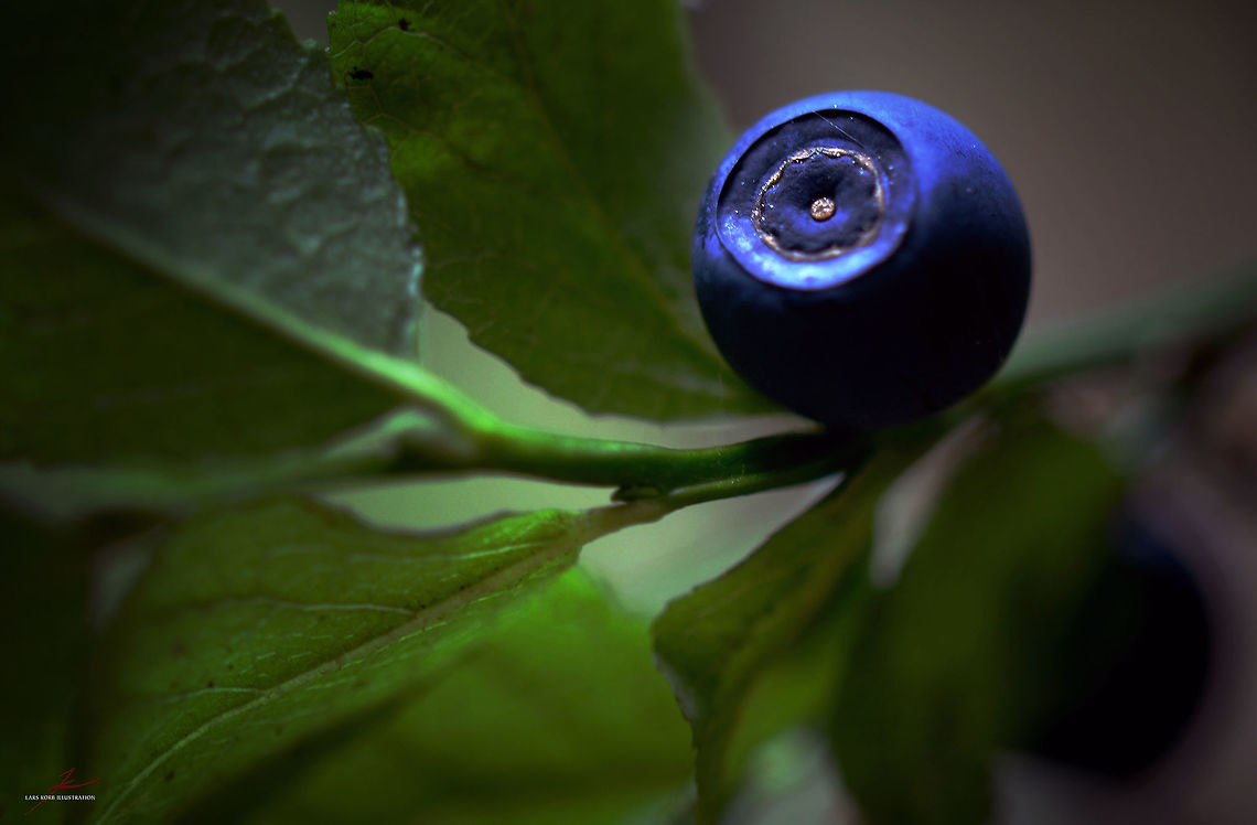 Vaccinium myrtillus  European blueberry,Flora,Forest,Macro,Plants,Vaccinium myrtillus,berries,edible,fruits