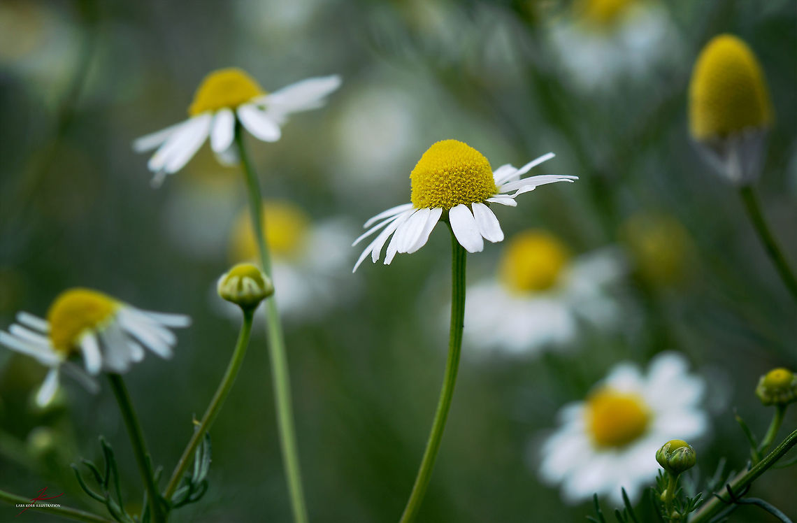 Matricaria chamomilla  Flora,Matricaria chamomilla,Medicinal plant,Plants,bloom,blossom,close-up