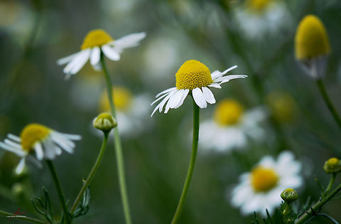 Matricaria chamomilla  Flora,Matricaria chamomilla,Medicinal plant,Plants,bloom,blossom,close-up