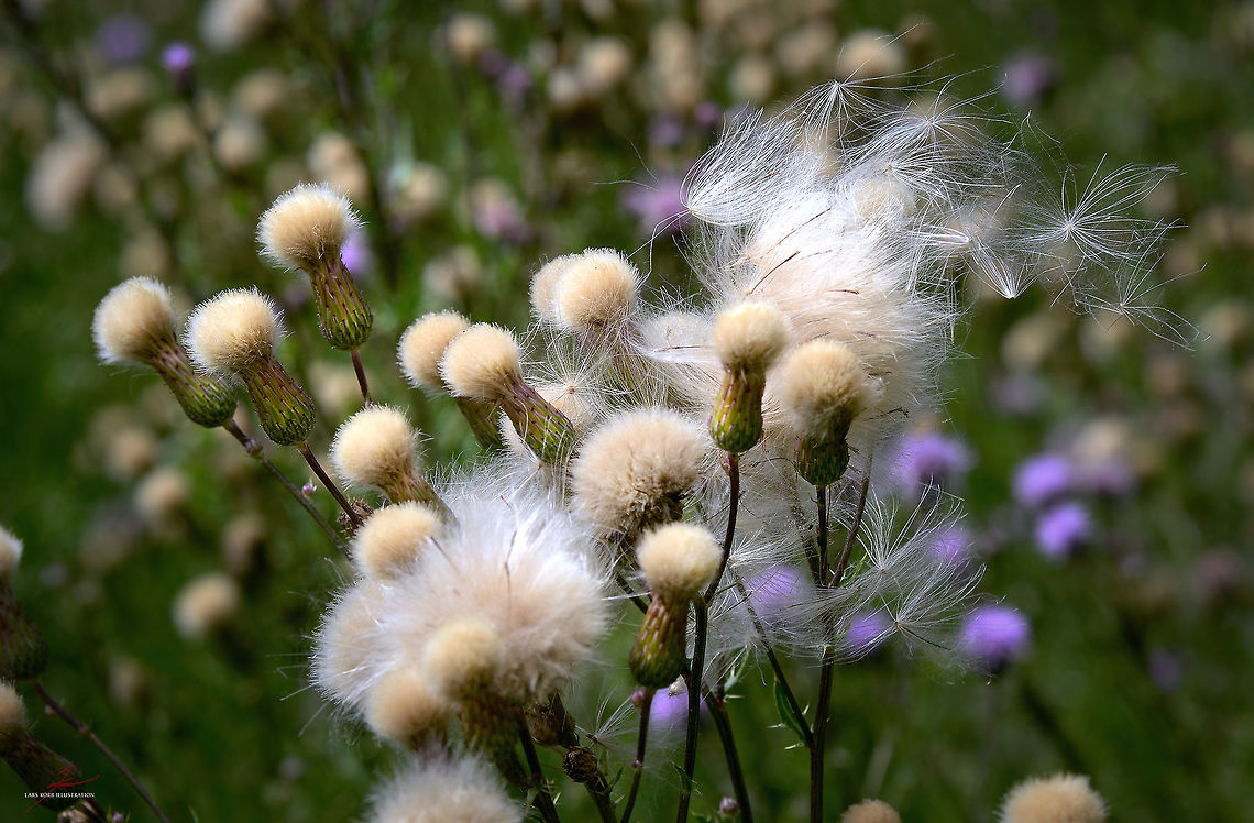 Cirsium palustre  Cirsium palustre,European swamp thistle,Flora,Plants,Thistle,seeds