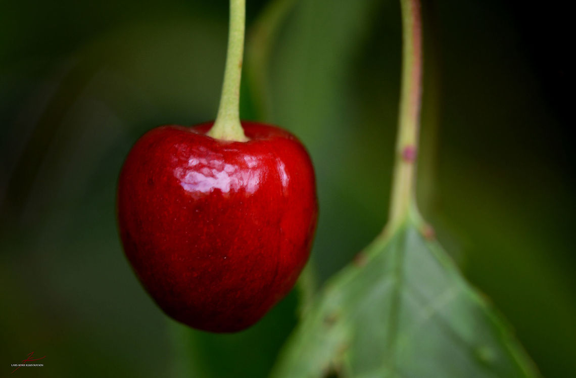 Prunus cerasus  Flora,Macro,Plants,Prunus cerasus,edible,fruits,trees