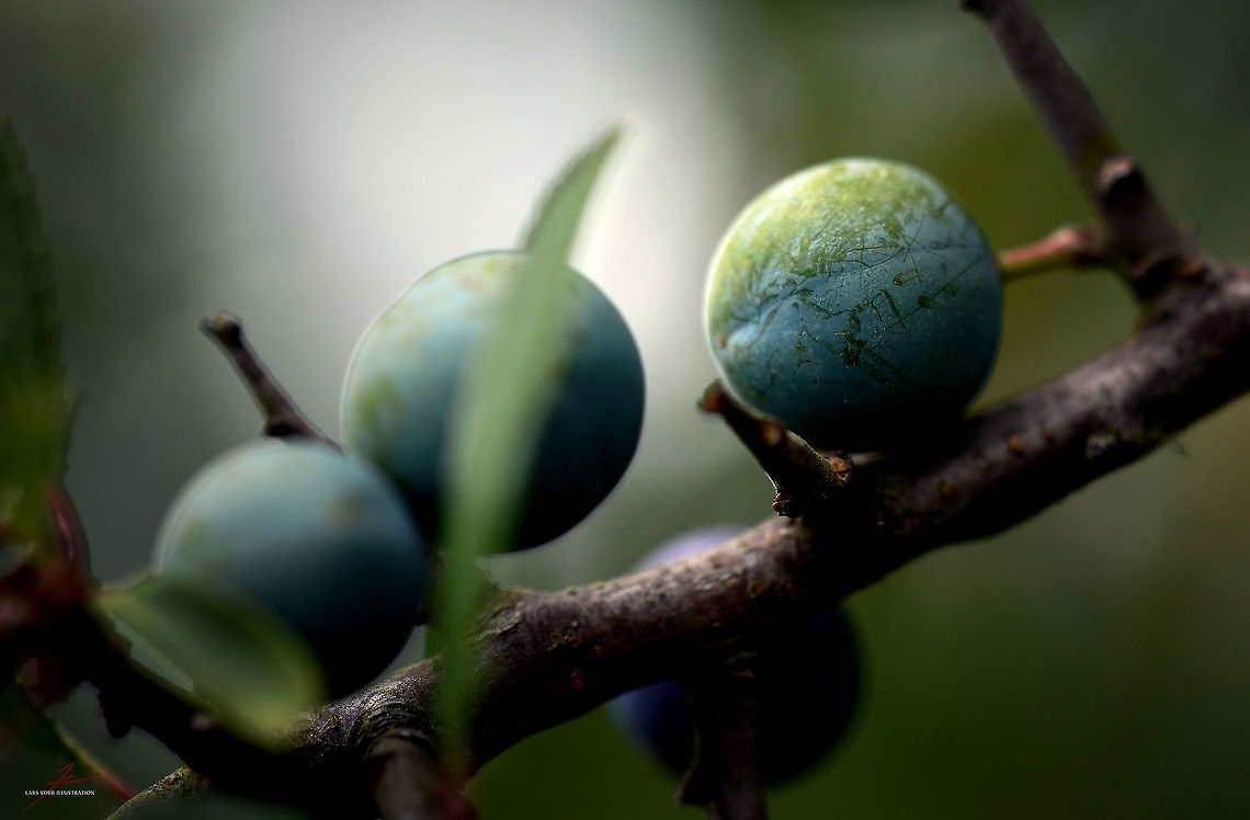 Prunus spinosa  Flora,Macro,Plants,Prunus spinosa,edible,fruits,shrubs,trees