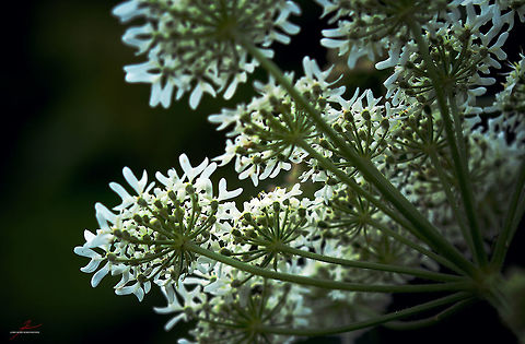 Heracleum sphondylium  Common hogweed,Flora,Heracleum sphondylium,Macro,Plants,bloom,blossom