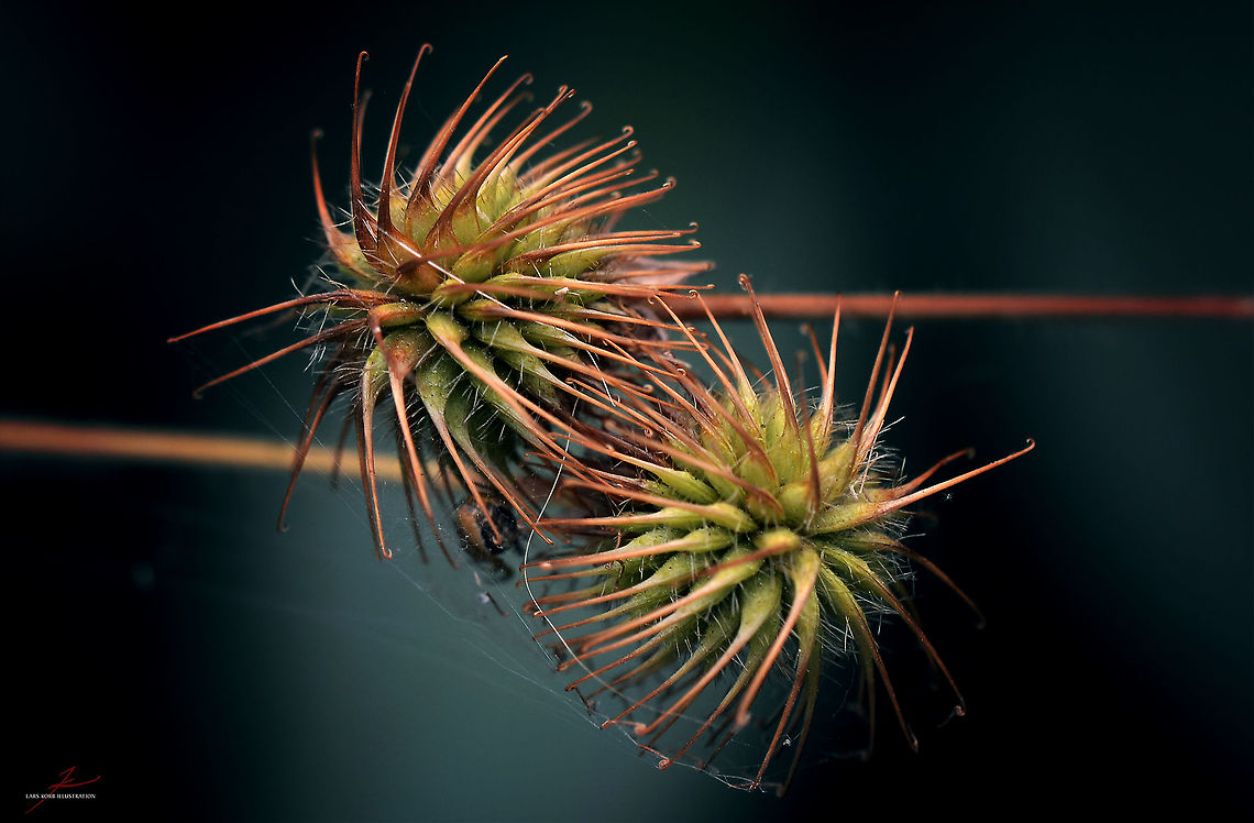 Geum urbanum  Flora,Geum urbanum,Macro,Plants,medicinal