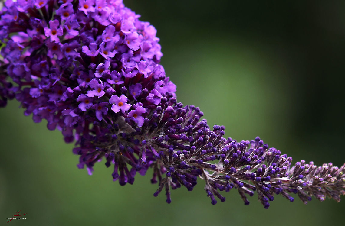 Buddleja davidii  Buddleja davidii,Butterfly-bush,Flora,Macro,Plants,bloom,blossom,shrubs