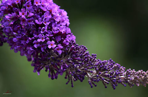 Buddleja davidii  Buddleja davidii,Butterfly-bush,Flora,Macro,Plants,bloom,blossom,shrubs