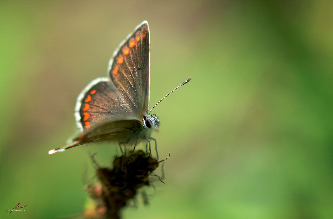 Aricia agestis  Aricia agestis,Arthropods,Brown Argus,Insects,Macro,butterflies