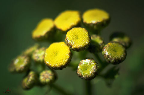 Tansy