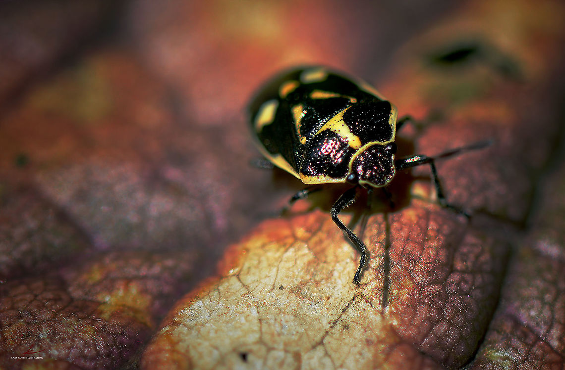 Eurydema oleraceum  Arthropods,Bugs,Eurydema oleracea,Insects,Macro,Strachiini