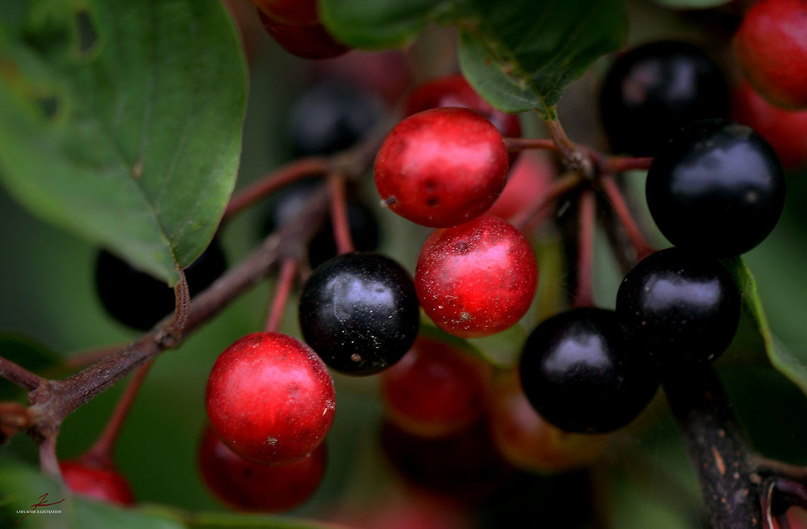 Rhamnus frangula, fruit  Flora,Frangula alnus,Macro,Plants,berries,fruits
