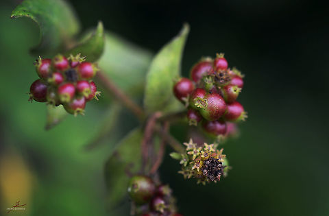 Lonicera periclymenum  Common Honeysuckle,Flora,Forest,Lonicera periclymenum,Macro,Plants,berries,fruits