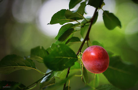 Prunus cerasifera  Cherry plum,Flora,Macro,Plants,Prunus cerasifera,edible,fruits