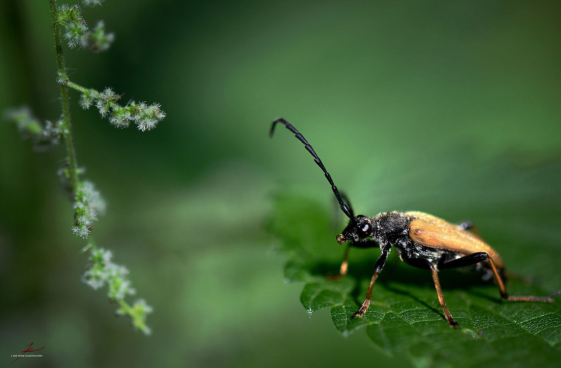 Stictoleptura rubra  Arhtropods,Beetles,Insects,Longhorn beetle,Macro,Male,Stictoleptura rubra