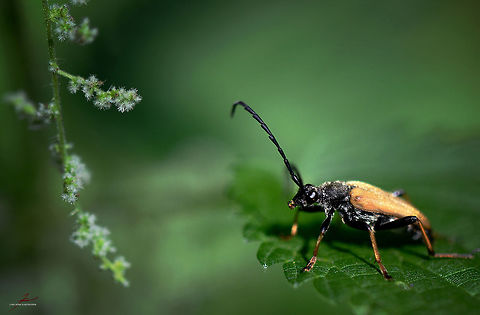 Stictoleptura rubra  Arhtropods,Beetles,Insects,Longhorn beetle,Macro,Male,Stictoleptura rubra