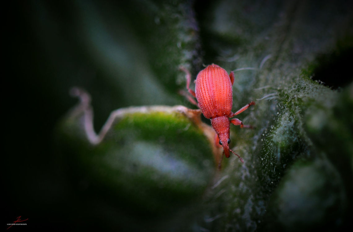 Apion frumentarium  Apion frumentarium,Arthropods,Beetles,Insects,Macro,Weevils