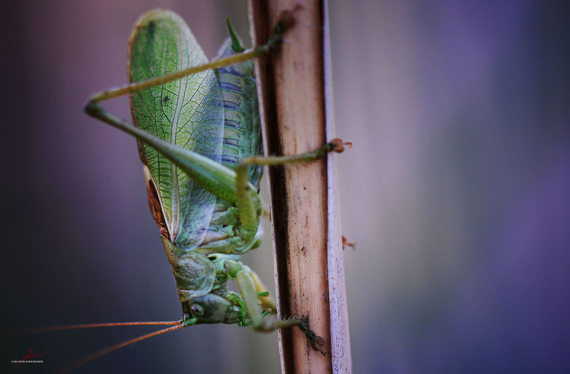 Tettigonia viridissima  Arthropods,Insects,Macro,Tettigonia viridissima
