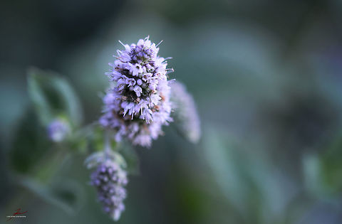 Mentha suaveolens  Apple mint,Flora,Macro,Medicinal plant,Mentha suaveolens,Plants,bloom,blossom,edible