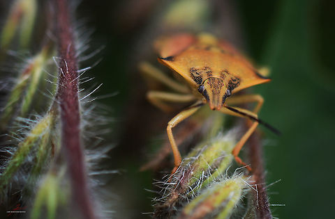 Carpocoris fuscispinus  Arthropods,Bugs,Carpocoris fuscispinus,Insects,Macro,shield bugs