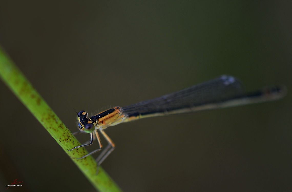 Ischnura pumilio, female  Arthropods,Damselflies,Insects,Ischnura pumilio,Macro,Scarce blue-tailed damselfly