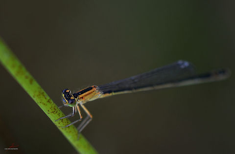 Ischnura pumilio, female  Arthropods,Damselflies,Insects,Ischnura pumilio,Macro,Scarce blue-tailed damselfly