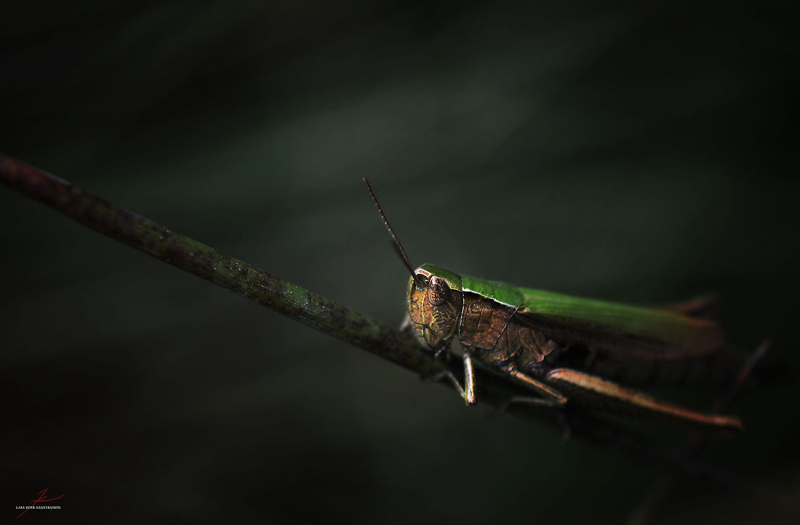 Omocestus viridulus  Arthropods,Insects,Macro,Omocestus viridulus,grashopper