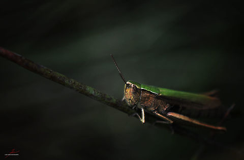 Omocestus viridulus  Arthropods,Insects,Macro,Omocestus viridulus,grashopper