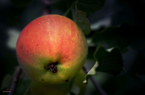Malus sylvestris  European crab apple,Flora,Macro,Malus sylvestris,Plants,fruits,trees