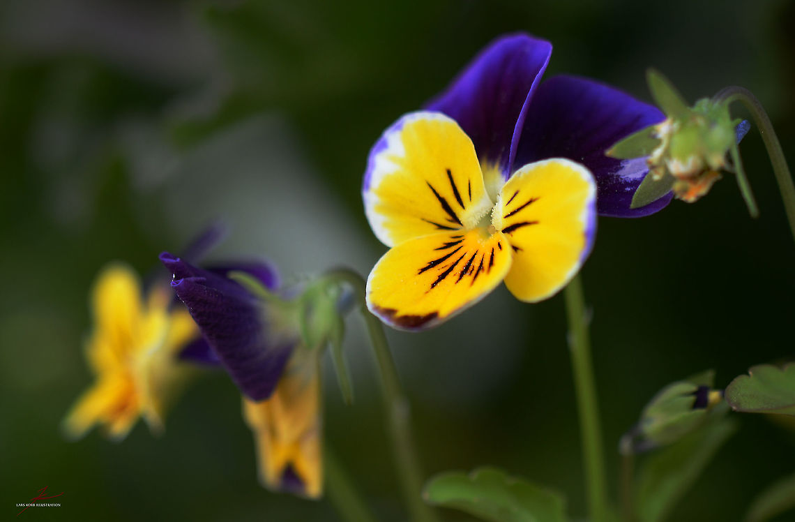Viola tricolor  Flora,Heartsease,Macro,Plants,Viola tricolor,Wildflowers,viola