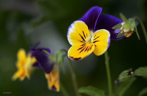 Viola tricolor  Flora,Heartsease,Macro,Plants,Viola tricolor,Wildflowers,viola