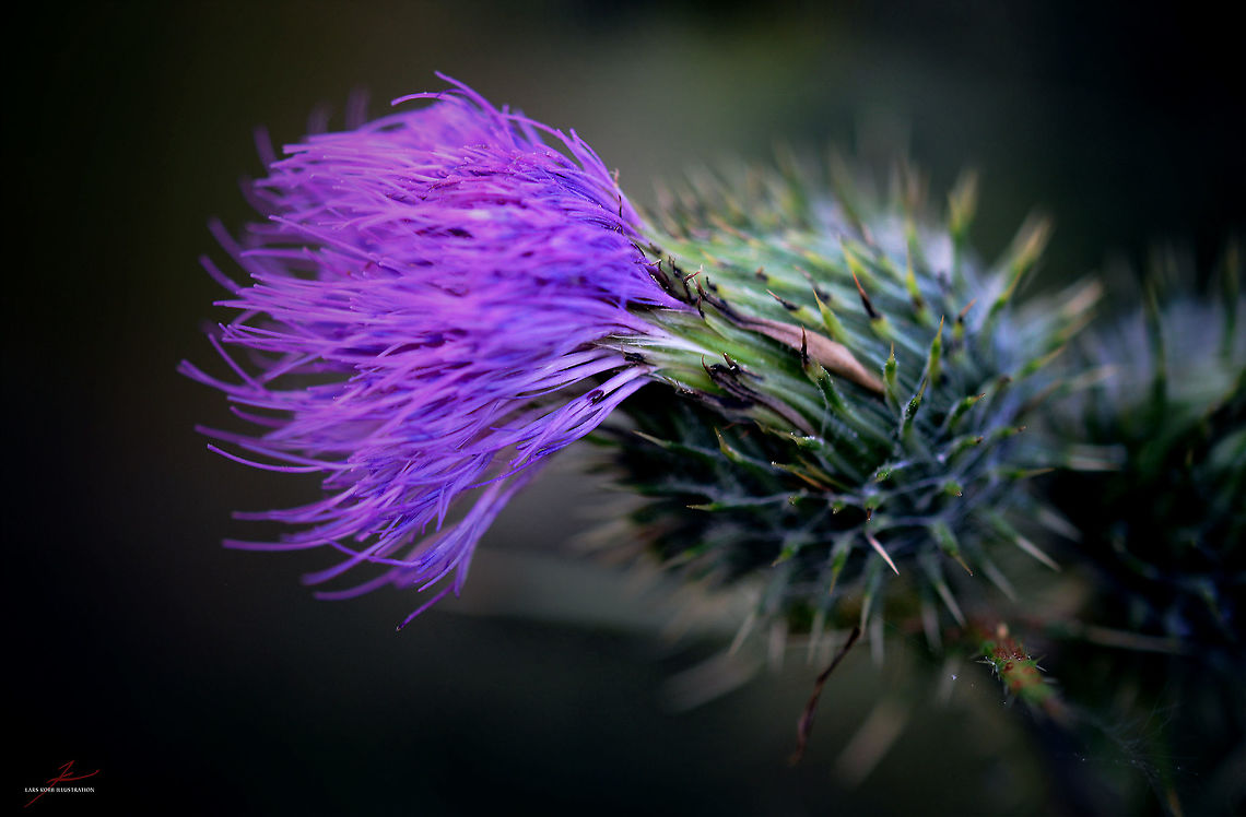 Cirsium vulgare  Cirsium vulgare,Flora,Macro,Plants,Spear Thistle,Wildflowers,bloom,thistles