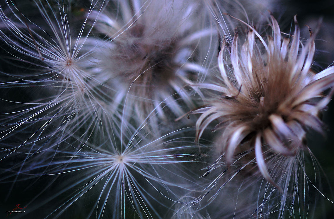 Cirsium vulgare, seeds  Cirsium vulgare,Flora,Macro,Plants,Spear Thistle,Wildflowers,seeds,thistles