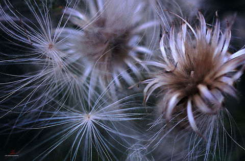 Cirsium vulgare, seeds  Cirsium vulgare,Flora,Macro,Plants,Spear Thistle,Wildflowers,seeds,thistles
