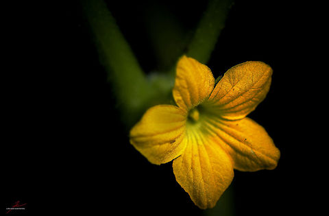 Cucumis melo  Cucumis melo,Flora,Macro,Muskmelon,Plants,bloom,blossom,edible,melons