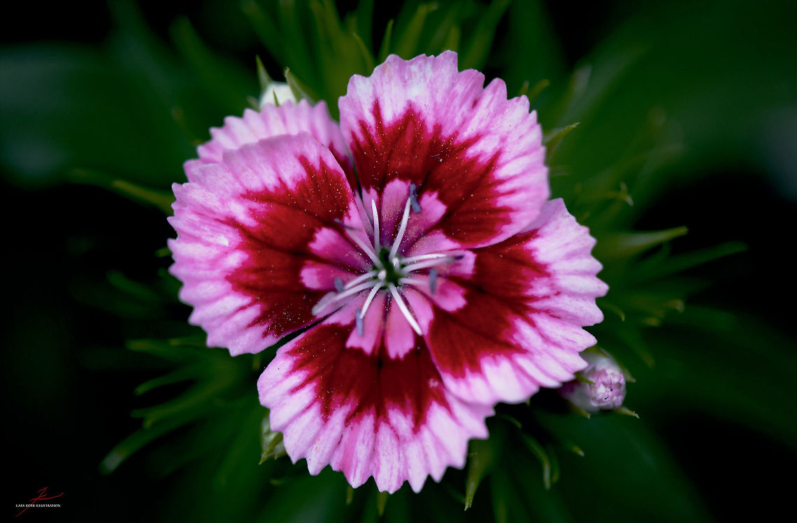 Dianthus barbatus  Dianthus barbatus,Flora,Flowers,Plants,Sweet William,bloom,blossom