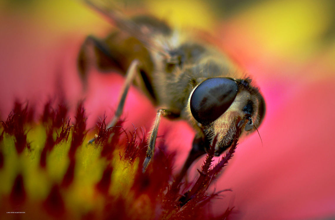 Eristalis tenax  Arthropods,Eristalis tenax,Hoverflies,Insects,Macro,flies