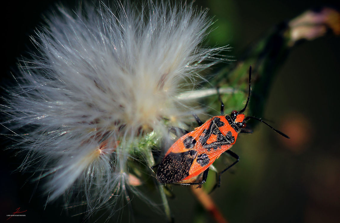 Corizus hyoscyami  Arthropods,Bugs,Corizus hyoscyami,Insects,Macro,Red and black squash bug