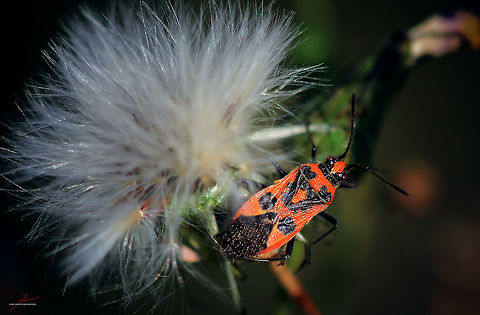 Corizus hyoscyami  Arthropods,Bugs,Corizus hyoscyami,Insects,Macro,Red and black squash bug