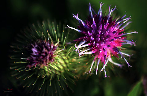 Carduus personata  Cardo Personata,Carduus personata,Flora,Macro,Plants,Thistle,bloom,blossom