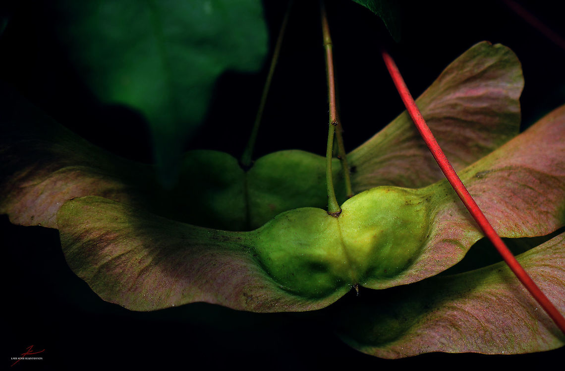 Acer campestre seeds  Acer campestre,Flora,Macro,Plants,seeds,trees