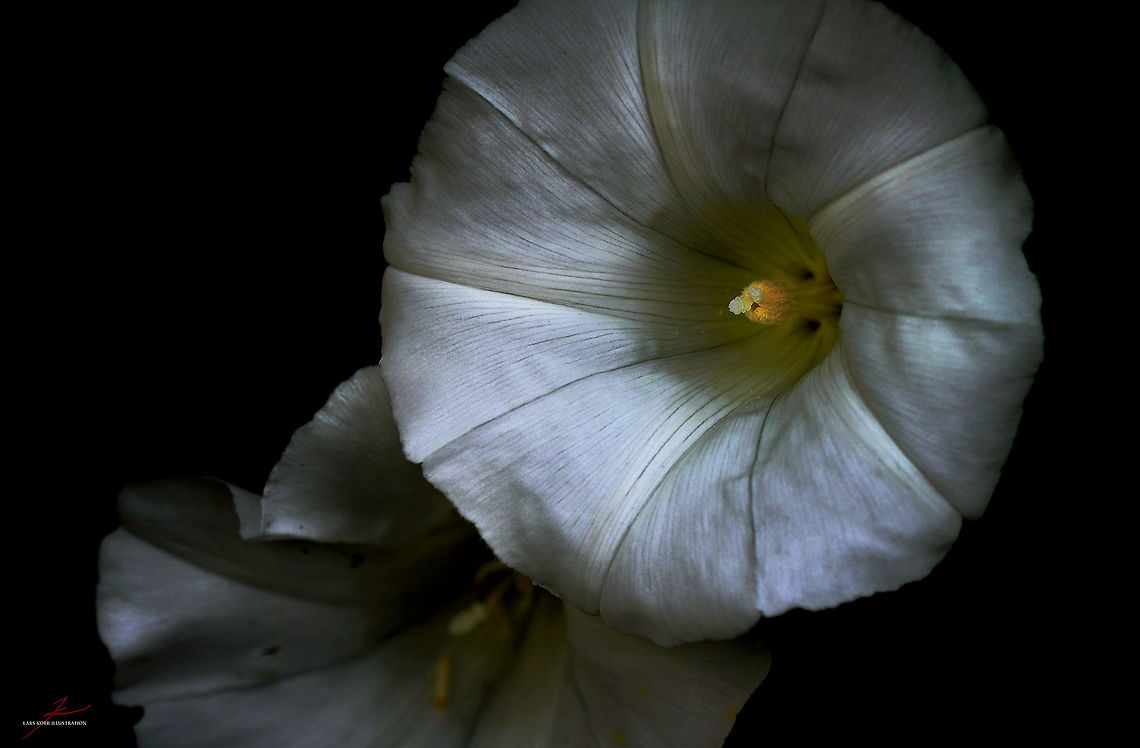 Calystegia sepium  Calystegia sepium,Flora,Hedge bindweed,Macro,Plants,Wildflowers,bloom,blossom