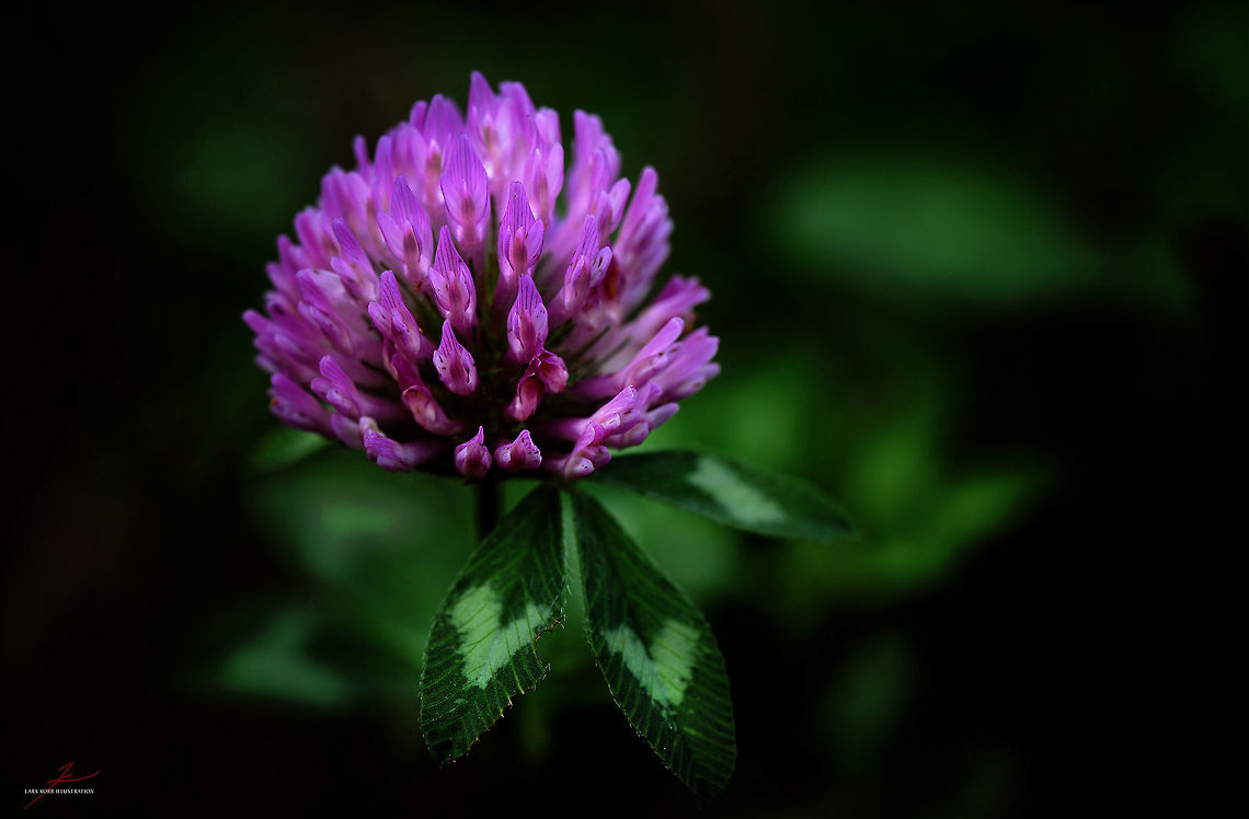 Trifolium pratense  Flora,Macro,Medicinal plant,Plants,Red clover,Trifolium,Trifolium pratense,Wildflowers,bloom,blossom