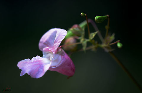 Impatiens glandulifera  Flora,Himalayan Balsam,Impatiens glandulifera,Macro,Plants,Wildflowers,bloom,blossom
