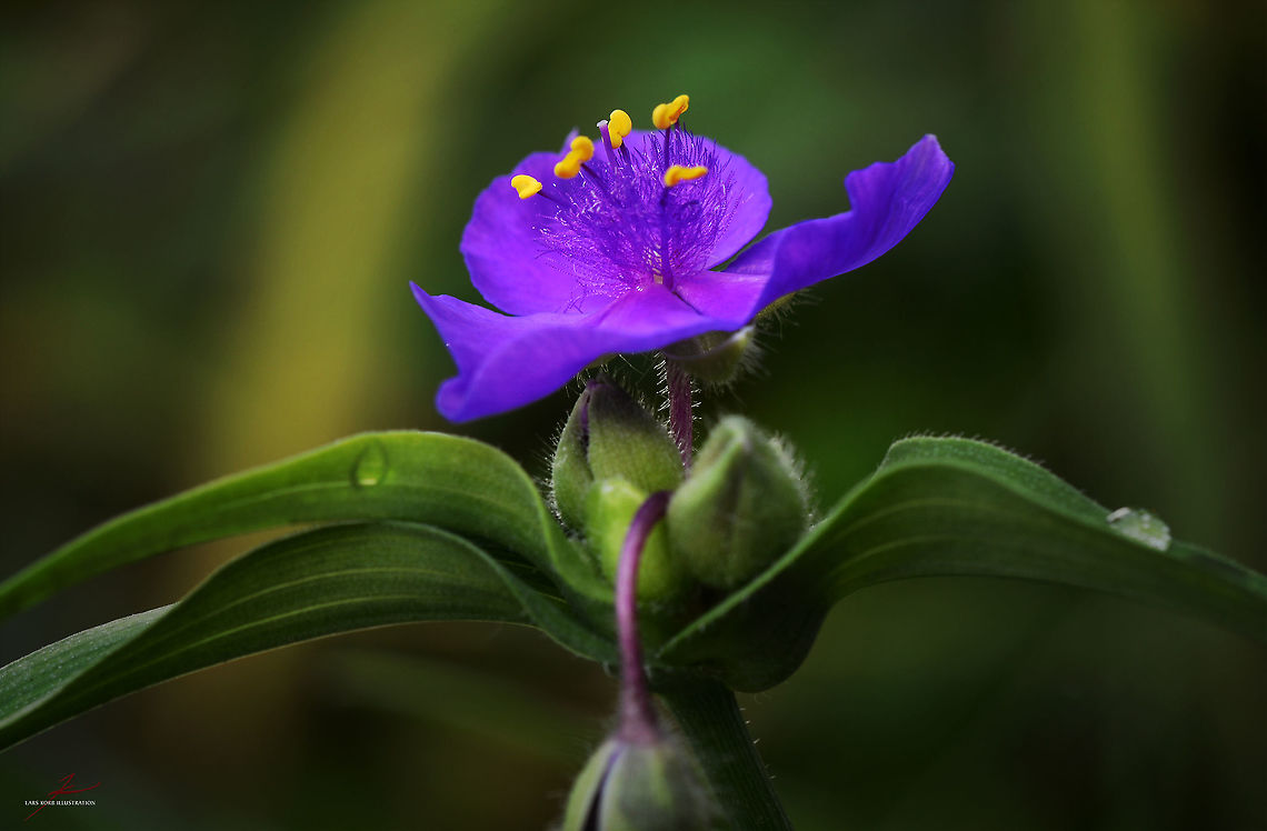 Tradescantia sp.  Flora,Macro,Plants,Wildflowers,bloom,blossom