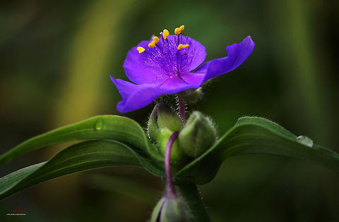 Tradescantia sp.  Flora,Macro,Plants,Wildflowers,bloom,blossom