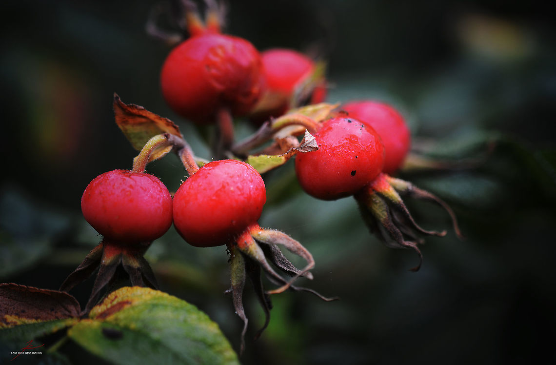 Rosa rugosa, fruits  Flora,Macro,Plants,Rosa rugosa,edible,fruits,medicinal