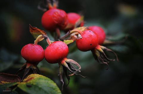 Rosa rugosa, fruits  Flora,Macro,Plants,Rosa rugosa,edible,fruits,medicinal