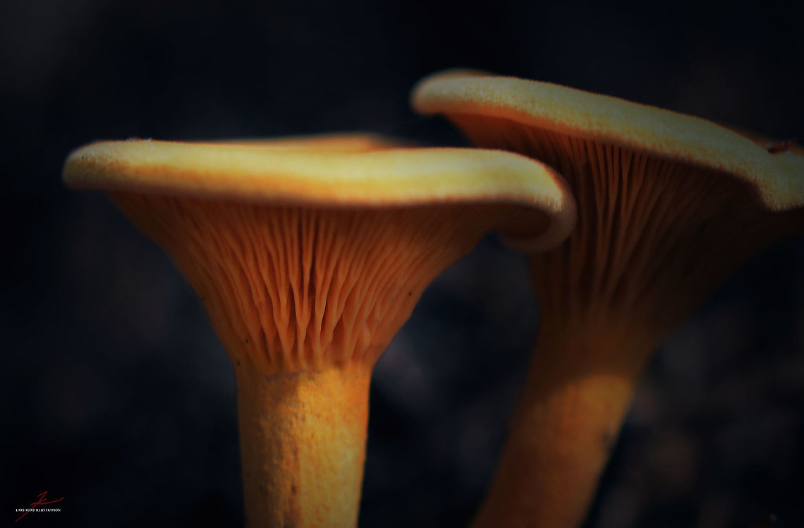 Hygrophoropsis aurantiaca  False chanterelle,Fungi,Hygrophoropsis aurantiaca,Macro
