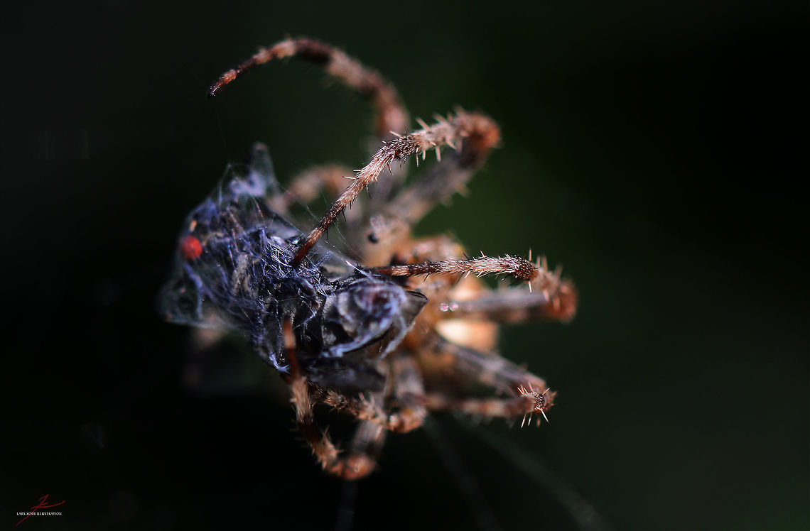 Araneus diadematus with flesh-fly prey  Araneus diadematus,Arthropods,European garden spider,Feeding,Insects,Macro,Spiders,cross spider,prey