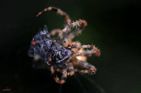 Araneus diadematus with flesh-fly prey  Araneus diadematus,Arthropods,European garden spider,Feeding,Insects,Macro,Spiders,cross spider,prey